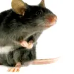 Sennik Myszy