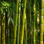 sennik Bambus