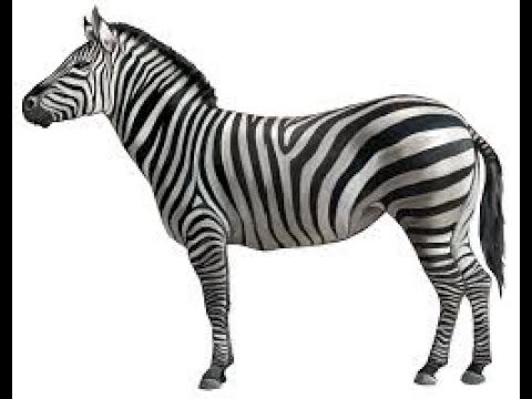sennik Zebra