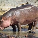sennik Hipopotam