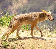 sennik Kojot