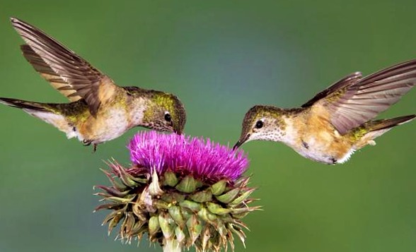 sennik Kolibry