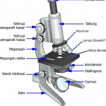 Sennik Mikroskop