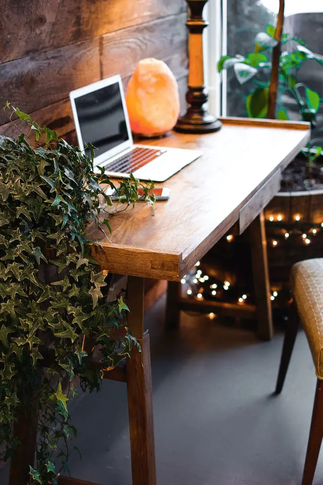 Indoor Plants For Your Office That Don't Need Sunlight