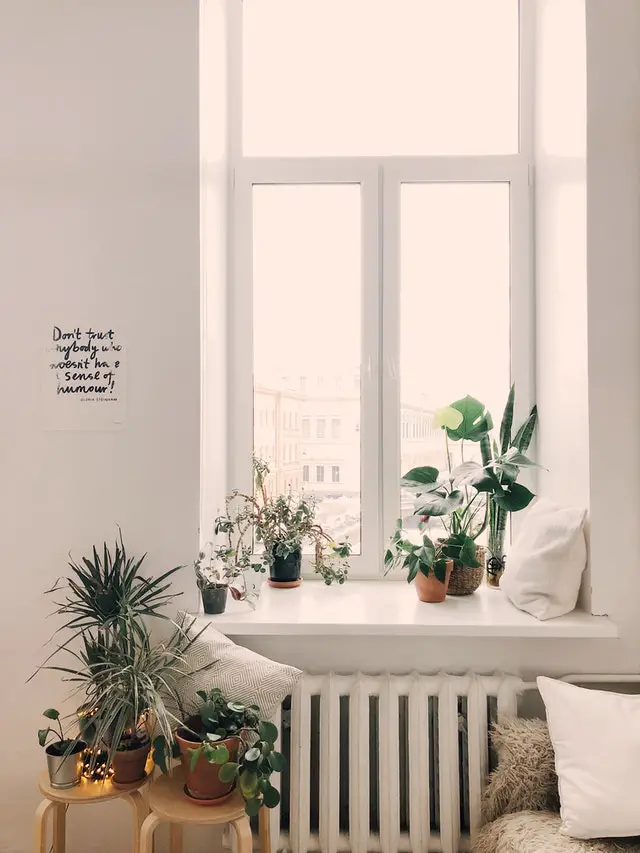 Indoor Plants For Your Office Desk Room That Don't Need Sunlight