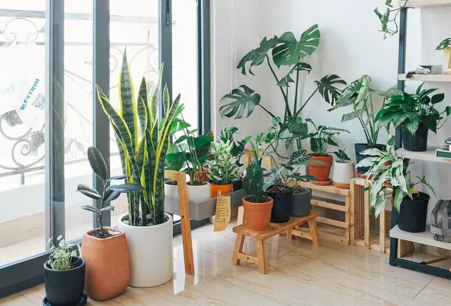 Indoor Plants For Drawing Room That Do Not Need Sunlight