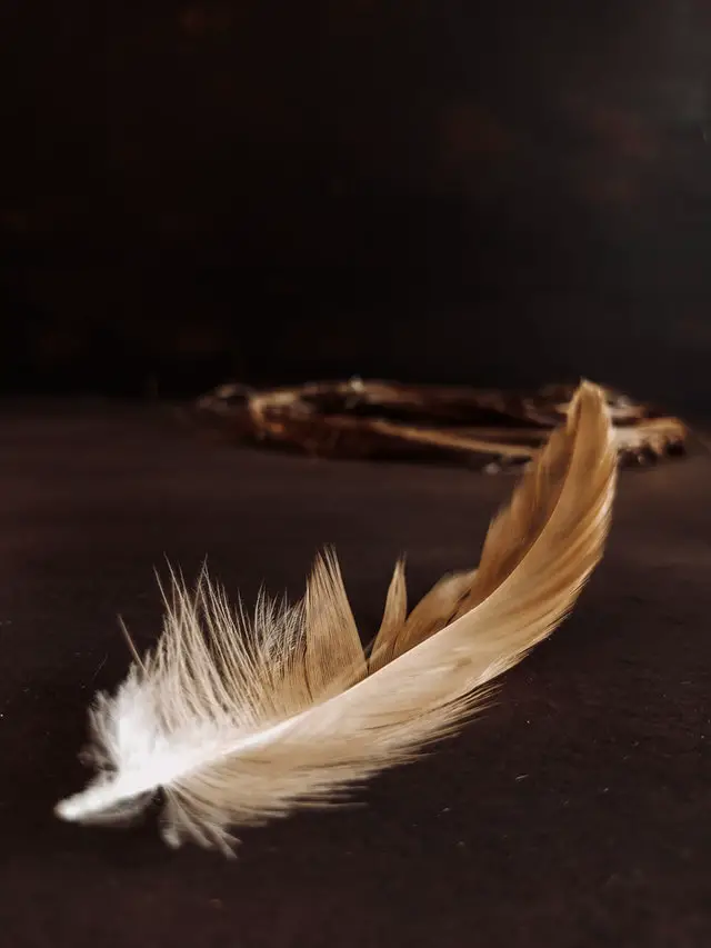 What Does It Mean When You Find A Feather