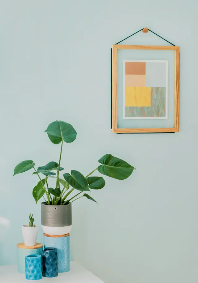 Indoor Plants For Your Office Desk Room That Don't Need Sunlight