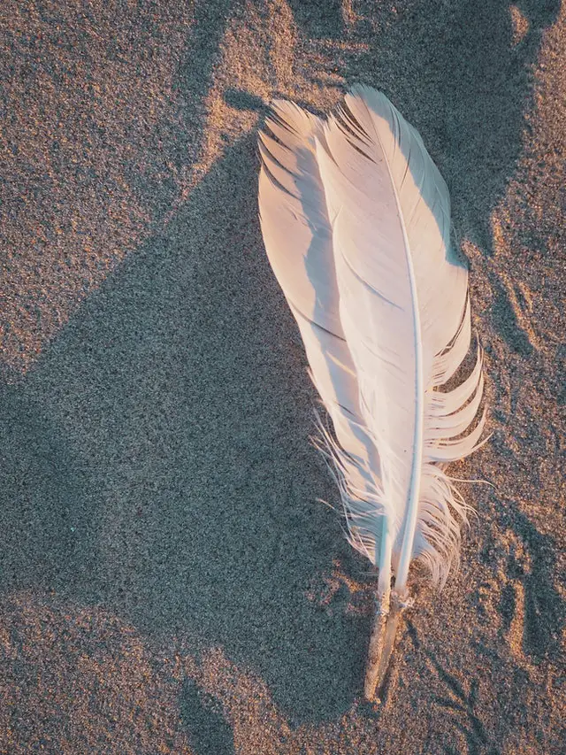 Finding Feathers On The Ground | What Is The Meaning Of White And Grey Feather?
