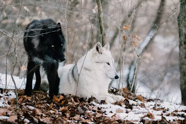 Can Black Wolves With Blue Eyes Guard Their Food From Another Wolf?