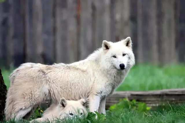 What Color Eyes Do Wolves Have?