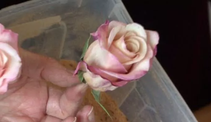 How to Preserve a Corsage and Bouquet