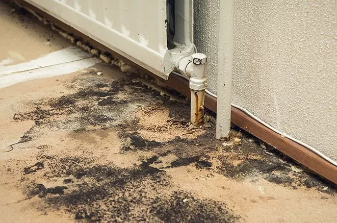 Is Mold Under Flooring Dangerous?