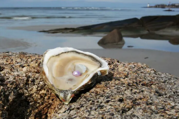 Can You Find Pearls in Clams?