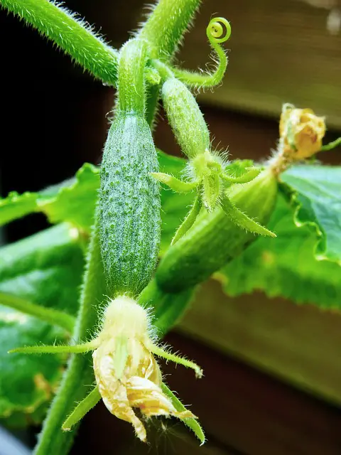 Choosing the Best Fertilizer For Cucumbers in Containers