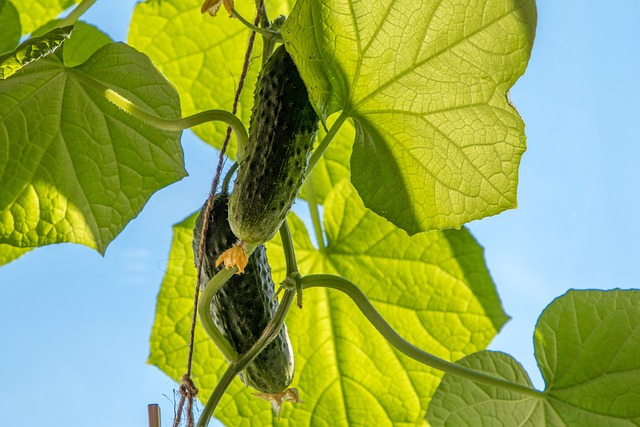 How Often to Water Cucumbers