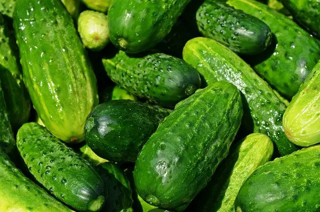 Is 10 10 10 Fertilizer Good For Cucumbers?