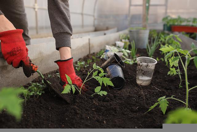 Are Coffee Grounds Good For Tomato Plants?