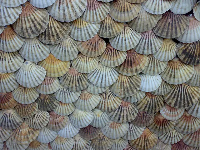How Many Eyes Do Scallops Have? Is it 200?
