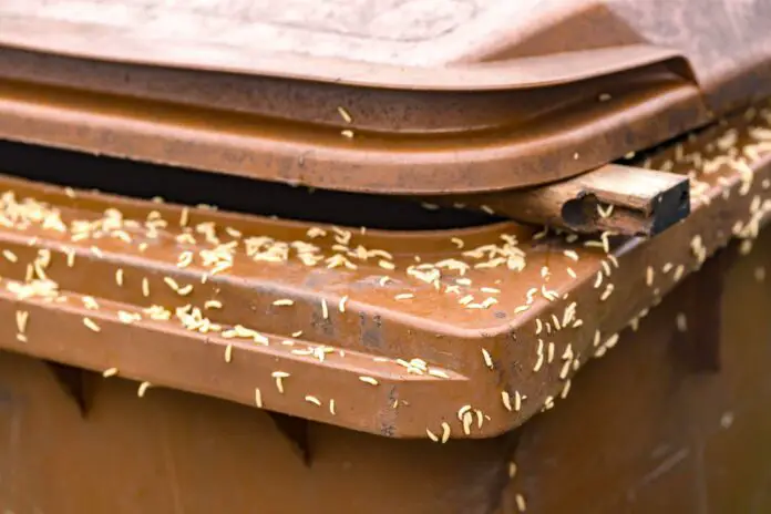 How to Prevent Maggots in Garbage Cans?