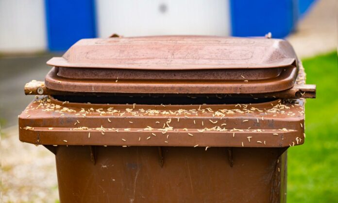 Can Bleach Kill Maggots in Garbage Cans?