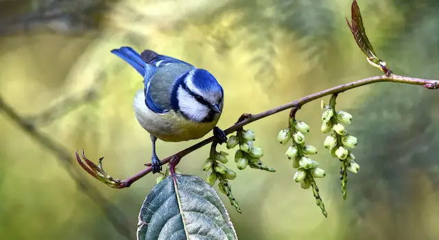 What Does It Mean When A Bird Flies In Your House?