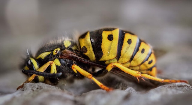 Is It a Good Idea To Kill a Wasp?