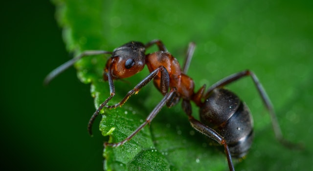 Identifying The Ant Species