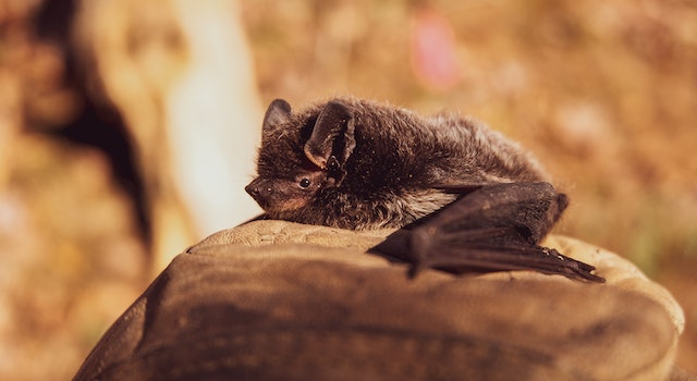 Why Do Bats Keep Getting Into My House?