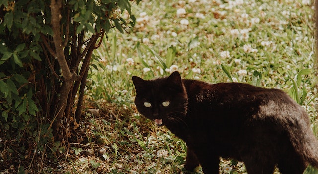 What Does It Mean When A Black Stray Cat Comes To Your House?