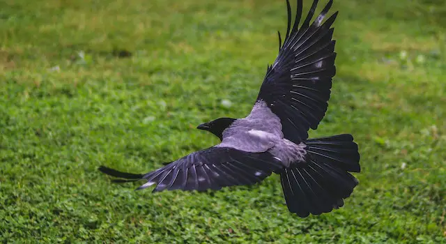 What Does The Word "Blackbird" Refer To In The Bible?