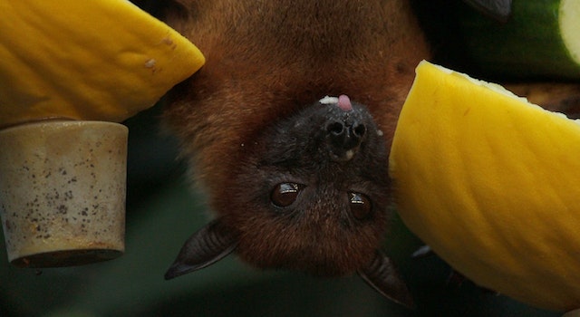 Is It Safe To Sleep With a Bat In Your House?